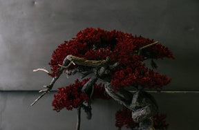 RE BONSAI™️ HACHI（紅樺色）