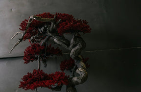 RE BONSAI™️ HACHI（紅樺色）