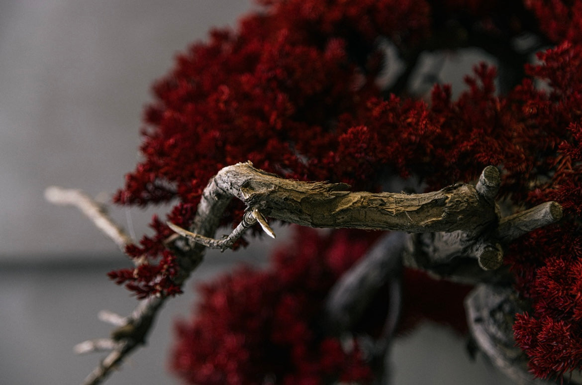 RE BONSAI™️ HACHI（紅樺色）