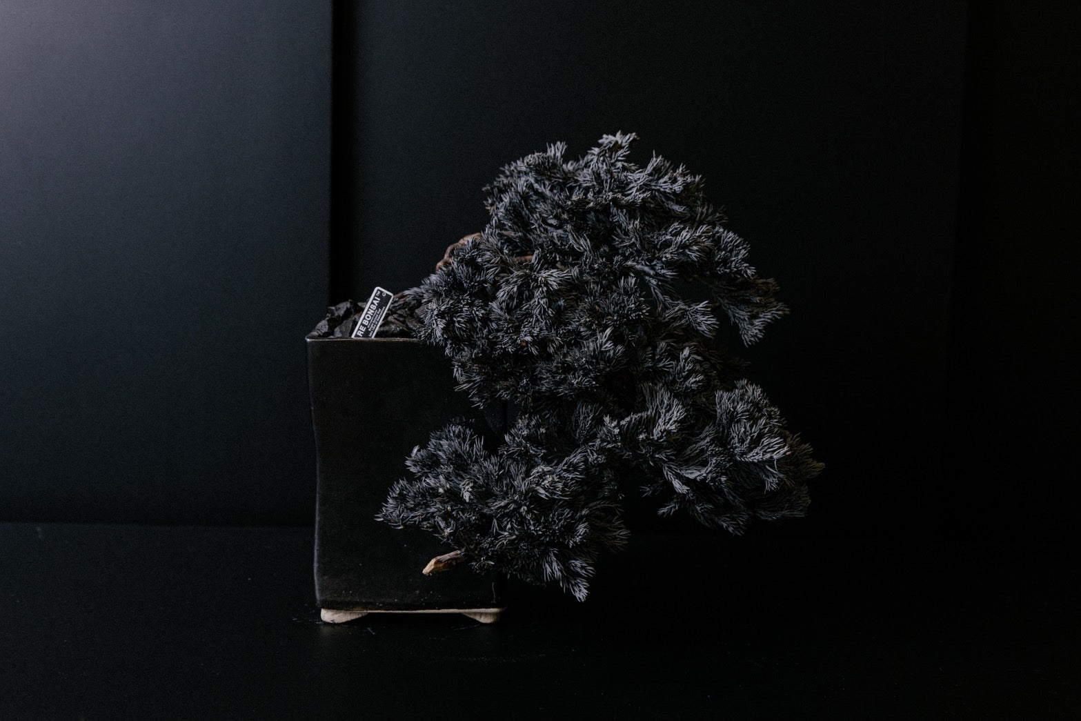 RE BONSAI™️ HACHI（漆黒色）