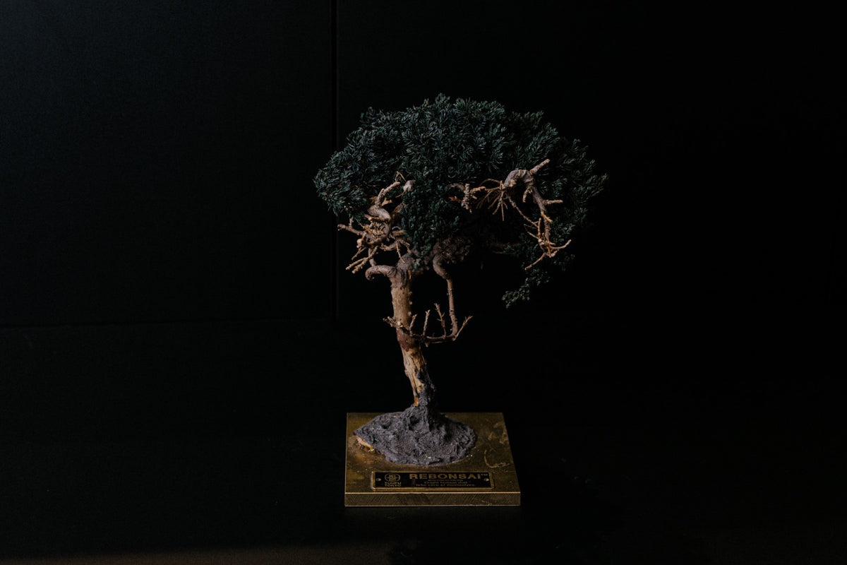 RE BONSAI™️ STAND（海松茶色）