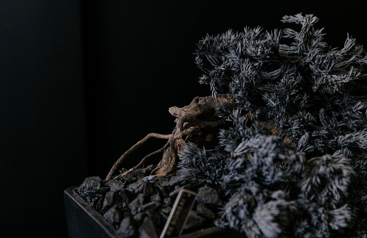 RE BONSAI™️ HACHI（漆黒色）