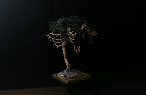 RE BONSAI™️ STAND（海松茶色）
