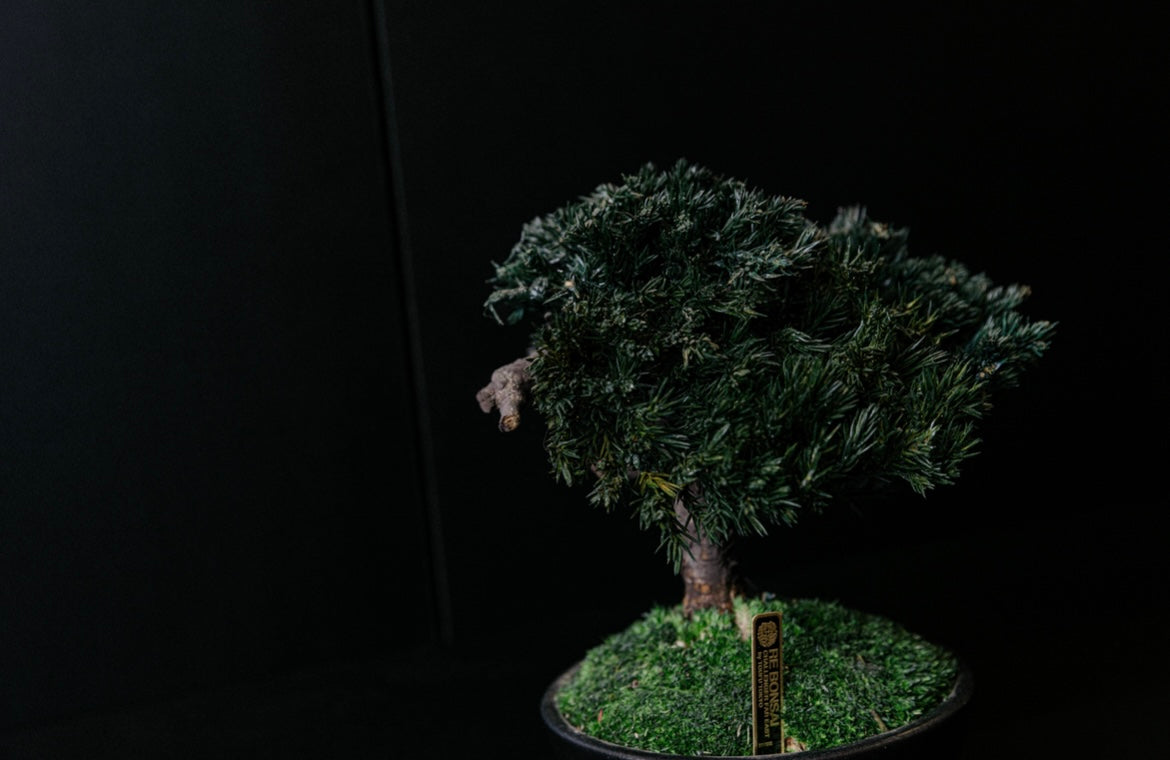 RE BONSAI™️ HACHI（海松茶色）