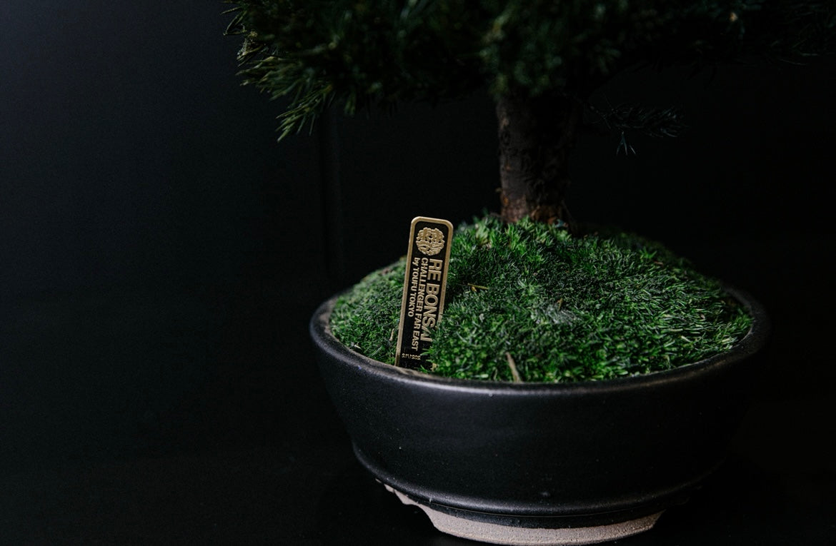 RE BONSAI™️ HACHI（海松茶色）