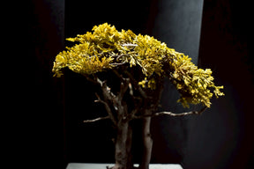 7/17 new RE BONSAI™️ HACHI（黄壁色）