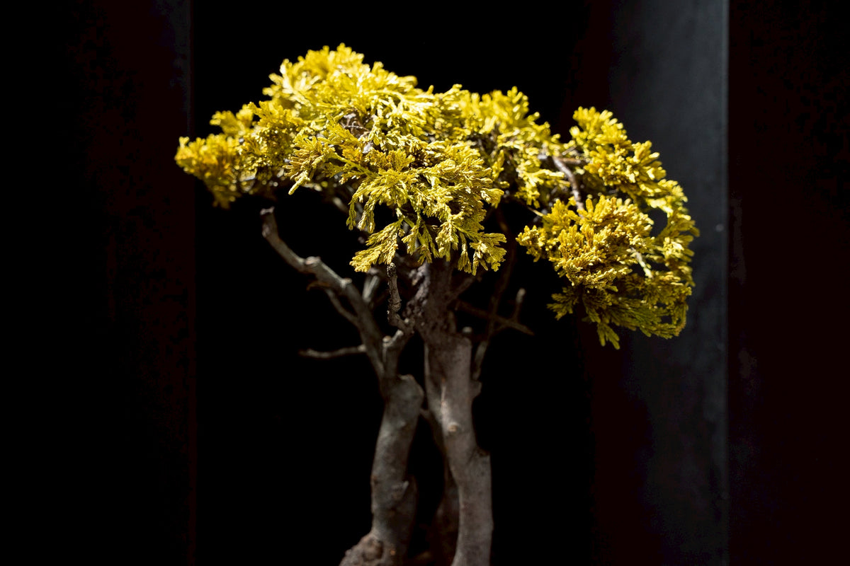 7/17 new RE BONSAI™️ HACHI（黄壁色）