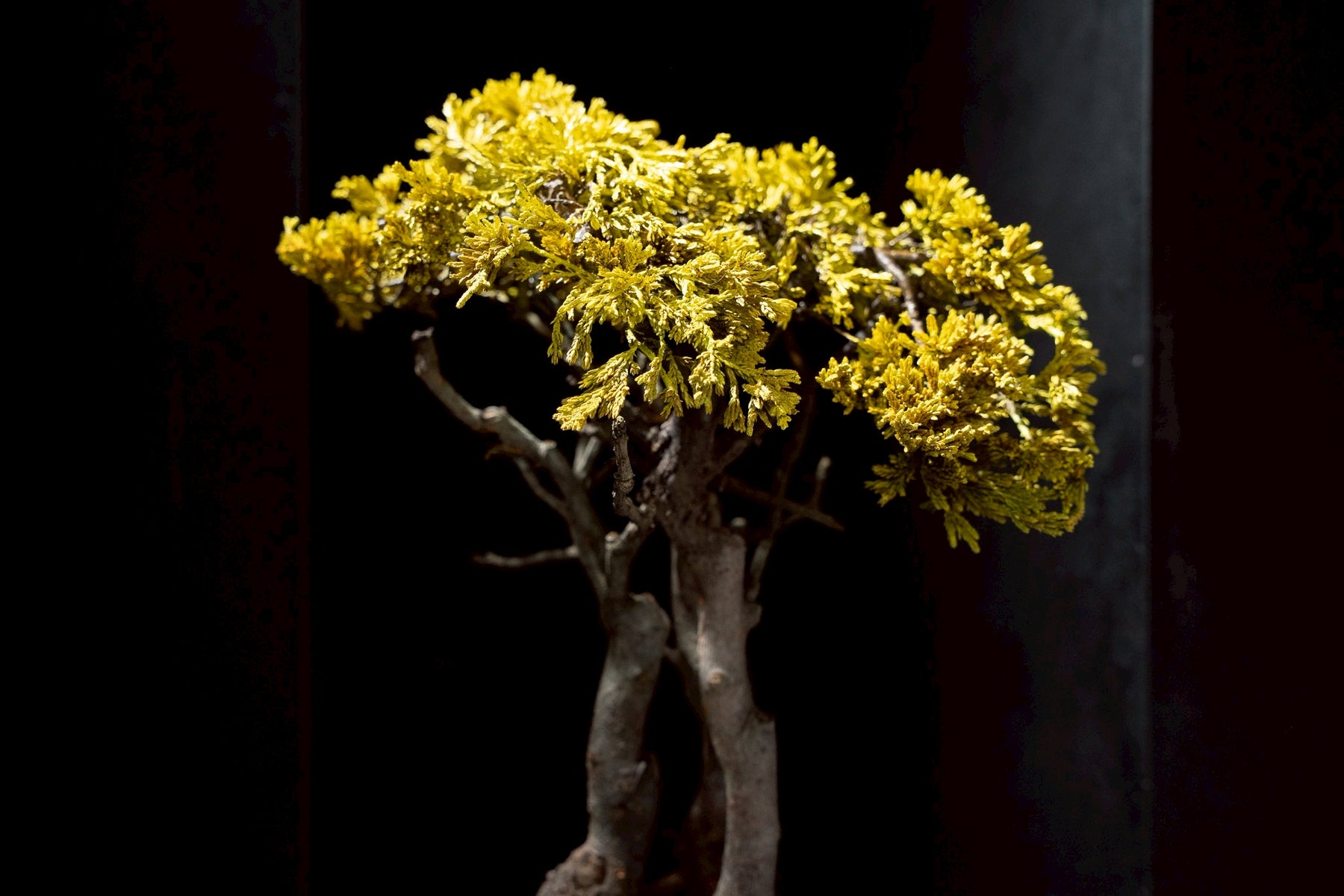 7/17 new RE BONSAI™️ HACHI（黄壁色）