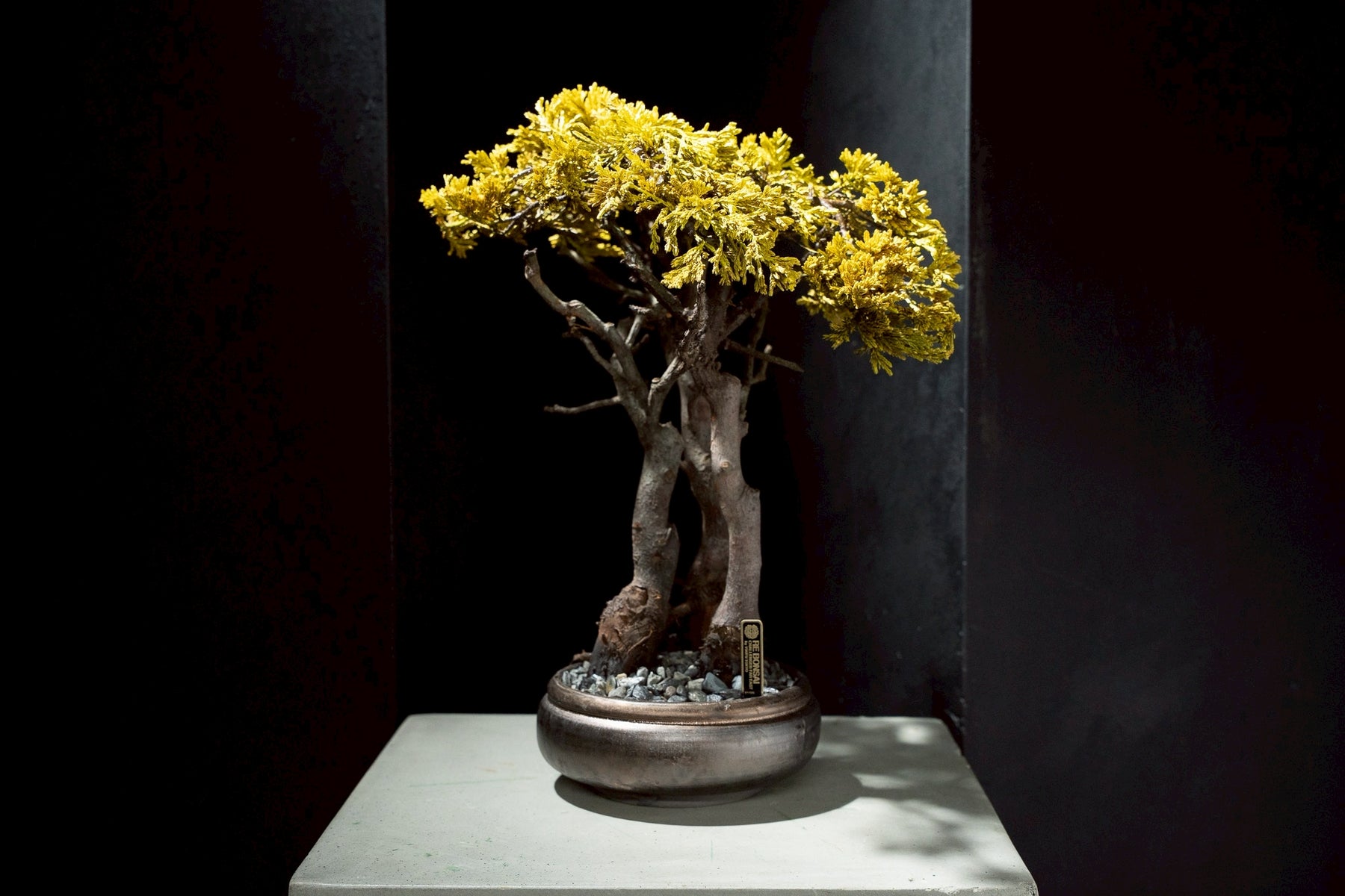 7/17 new RE BONSAI™️ HACHI（黄壁色）