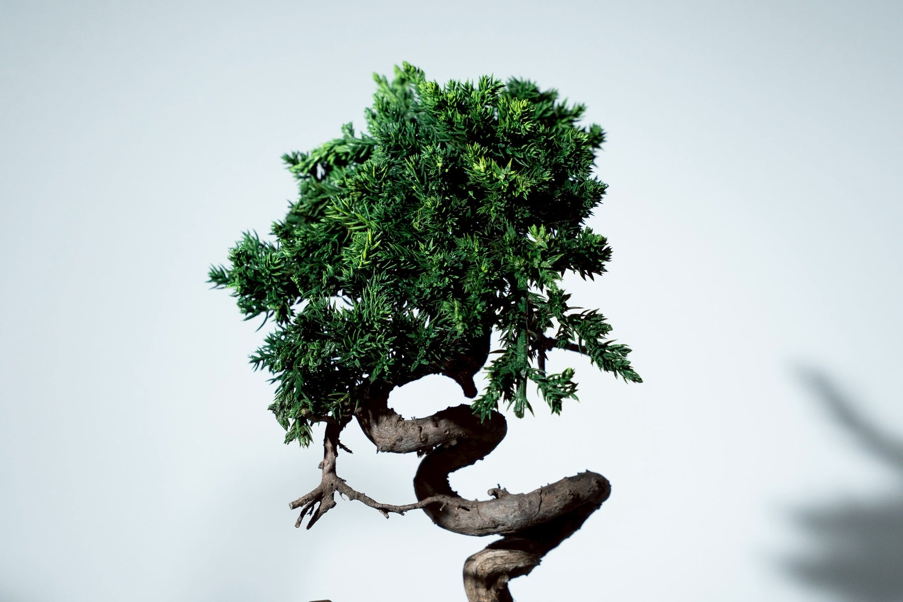 7/17 new RE BONSAI™️ HACHI（若葉色）