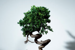 7/17 new RE BONSAI™️ HACHI（若葉色）