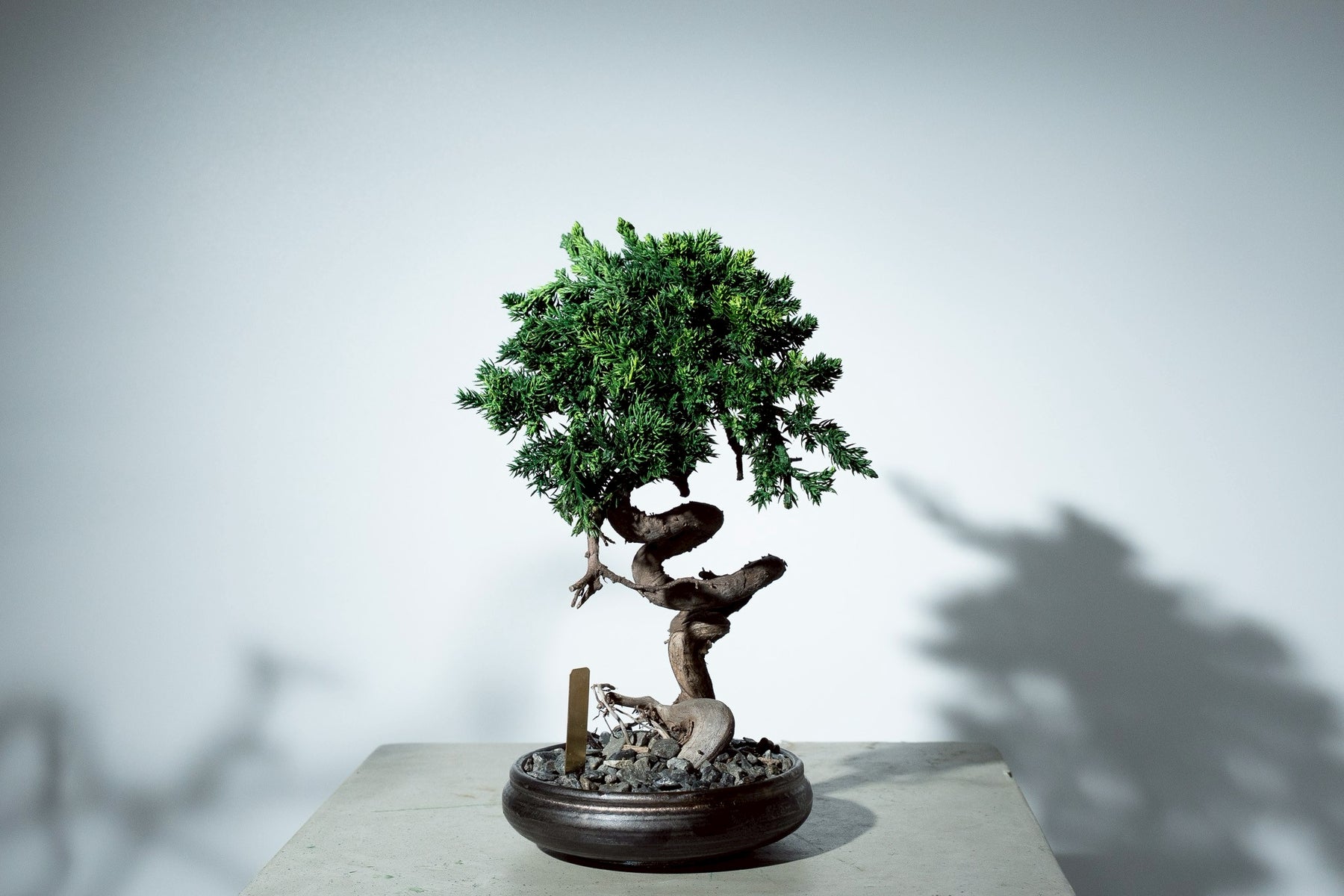 7/17 new RE BONSAI™️ HACHI（若葉色）