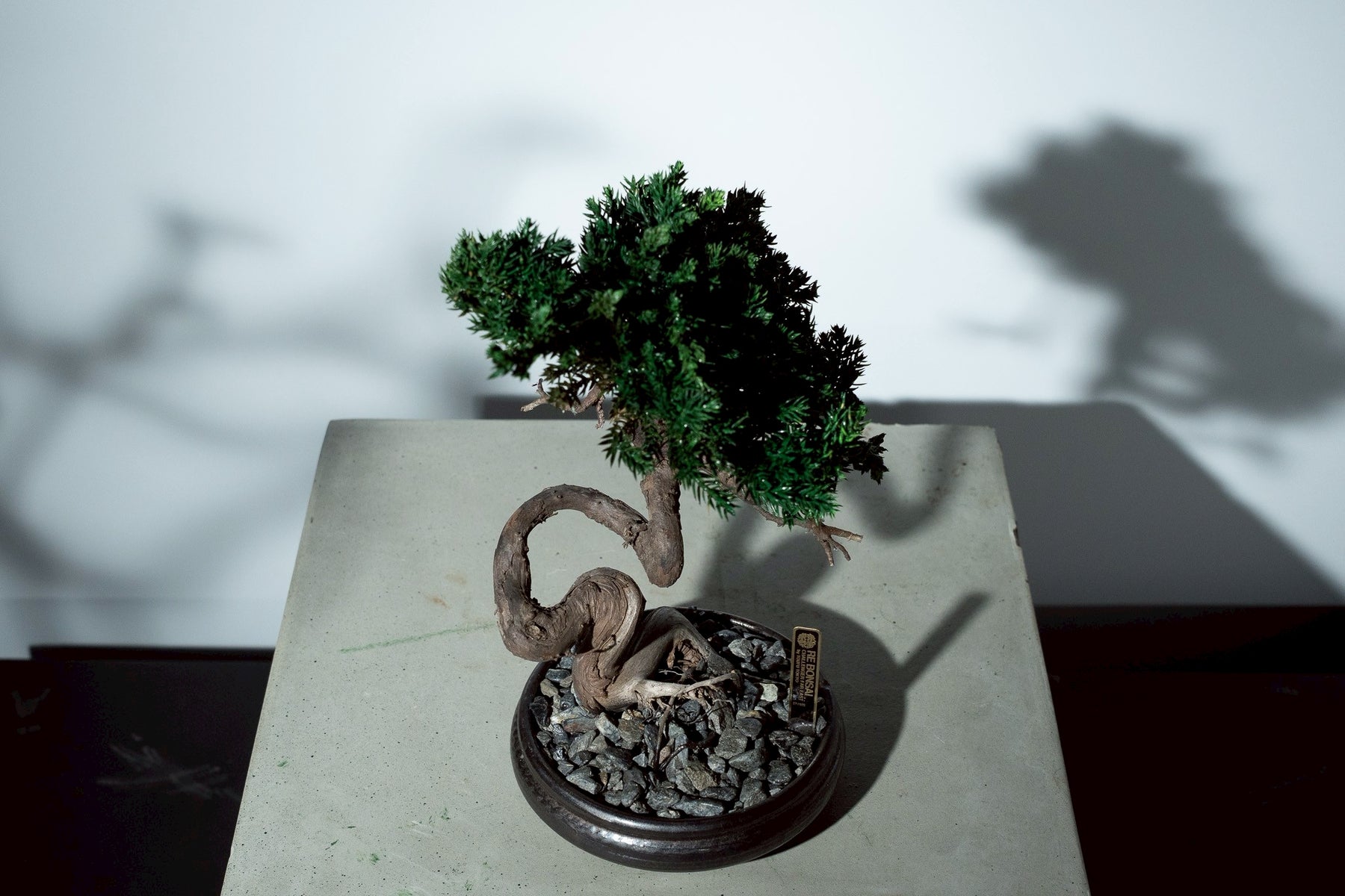 7/17 new RE BONSAI™️ HACHI（若葉色）