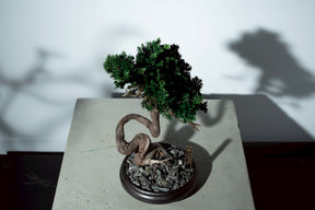 7/17 new RE BONSAI™️ HACHI（若葉色）