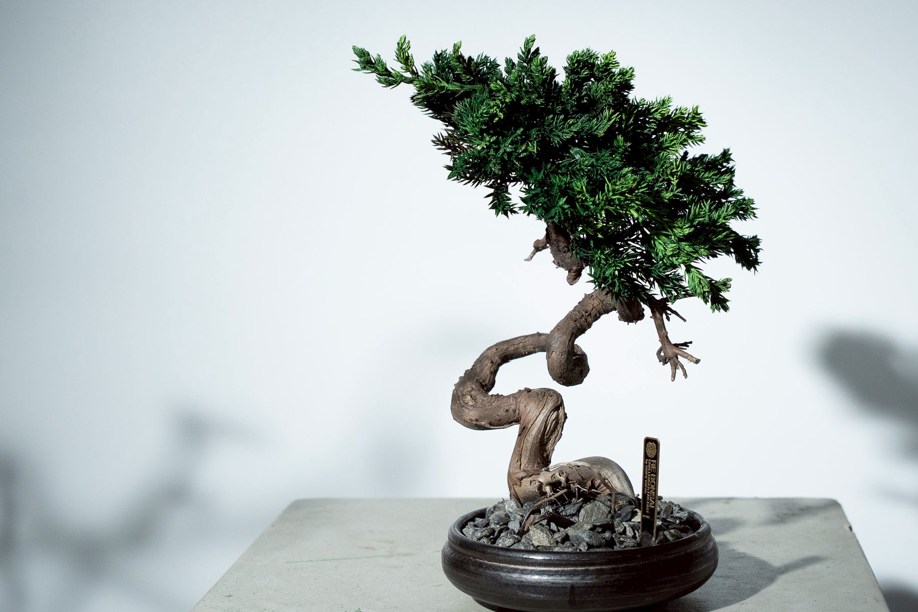 7/17 new RE BONSAI™️ HACHI（若葉色）