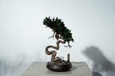 7/17 new RE BONSAI™️ HACHI（若葉色）