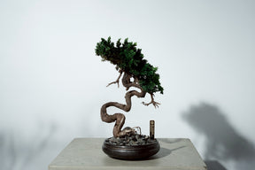 7/17 new RE BONSAI™️ HACHI（若葉色）