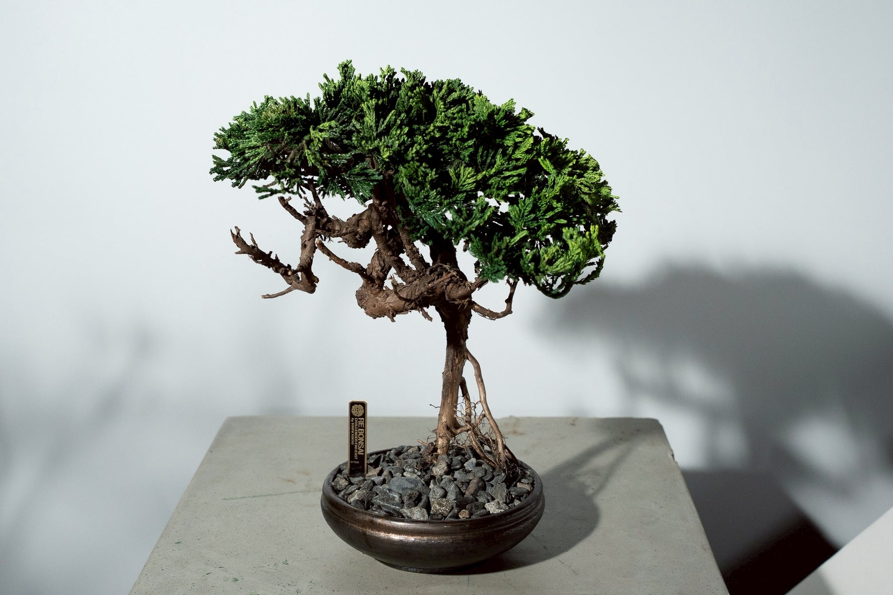 7/17 new RE BONSAI™️ HACHI（若葉色）