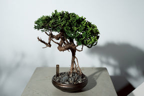 7/17 new RE BONSAI™️ HACHI（若葉色）