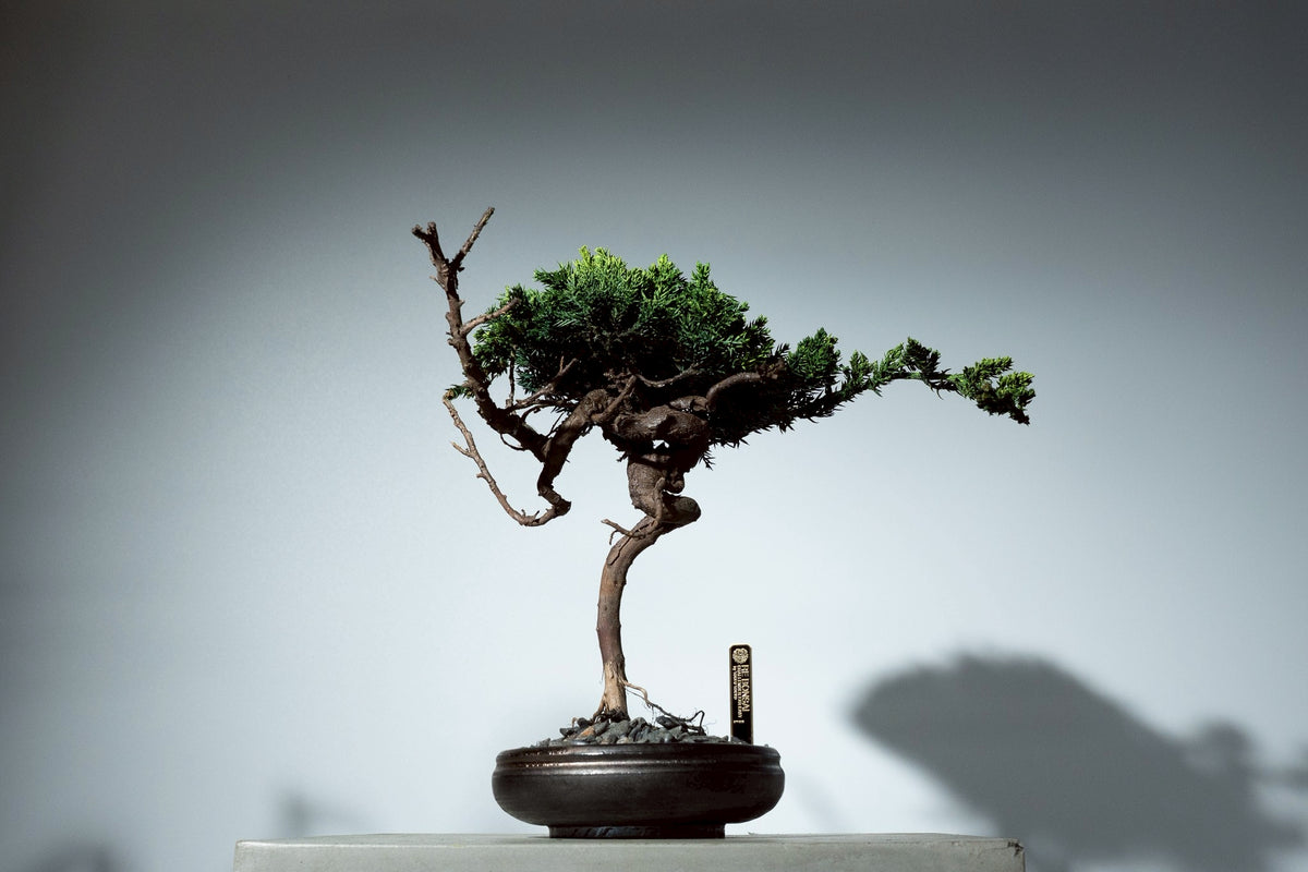 7/17 new RE BONSAI™️ HACHI（若葉色）