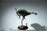 7/17 new RE BONSAI™️ HACHI（若葉色）