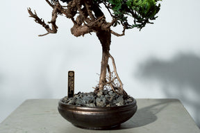 7/17 new RE BONSAI™️ HACHI（若葉色）