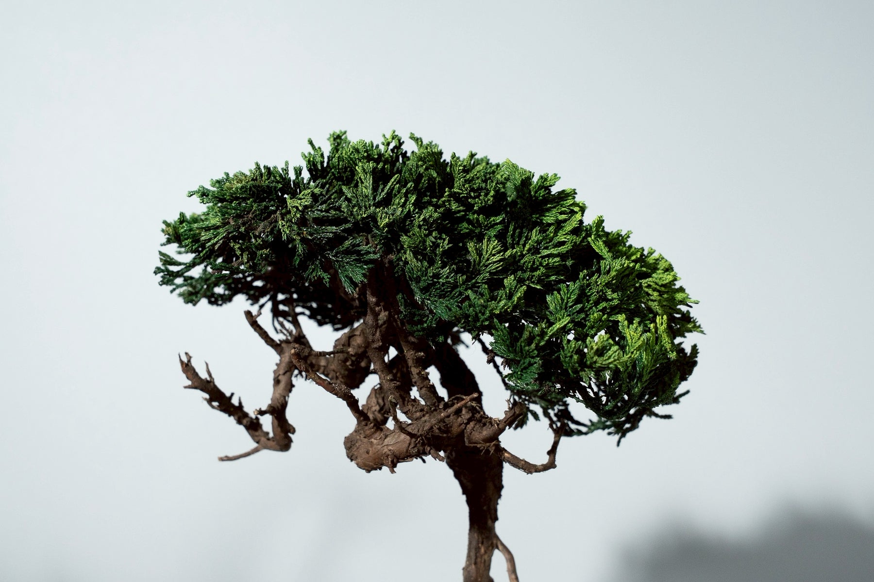 7/17 new RE BONSAI™️ HACHI（若葉色）