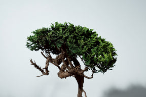 7/17 new RE BONSAI™️ HACHI（若葉色）