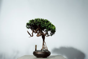 7/17 new RE BONSAI™️ HACHI（若葉色）