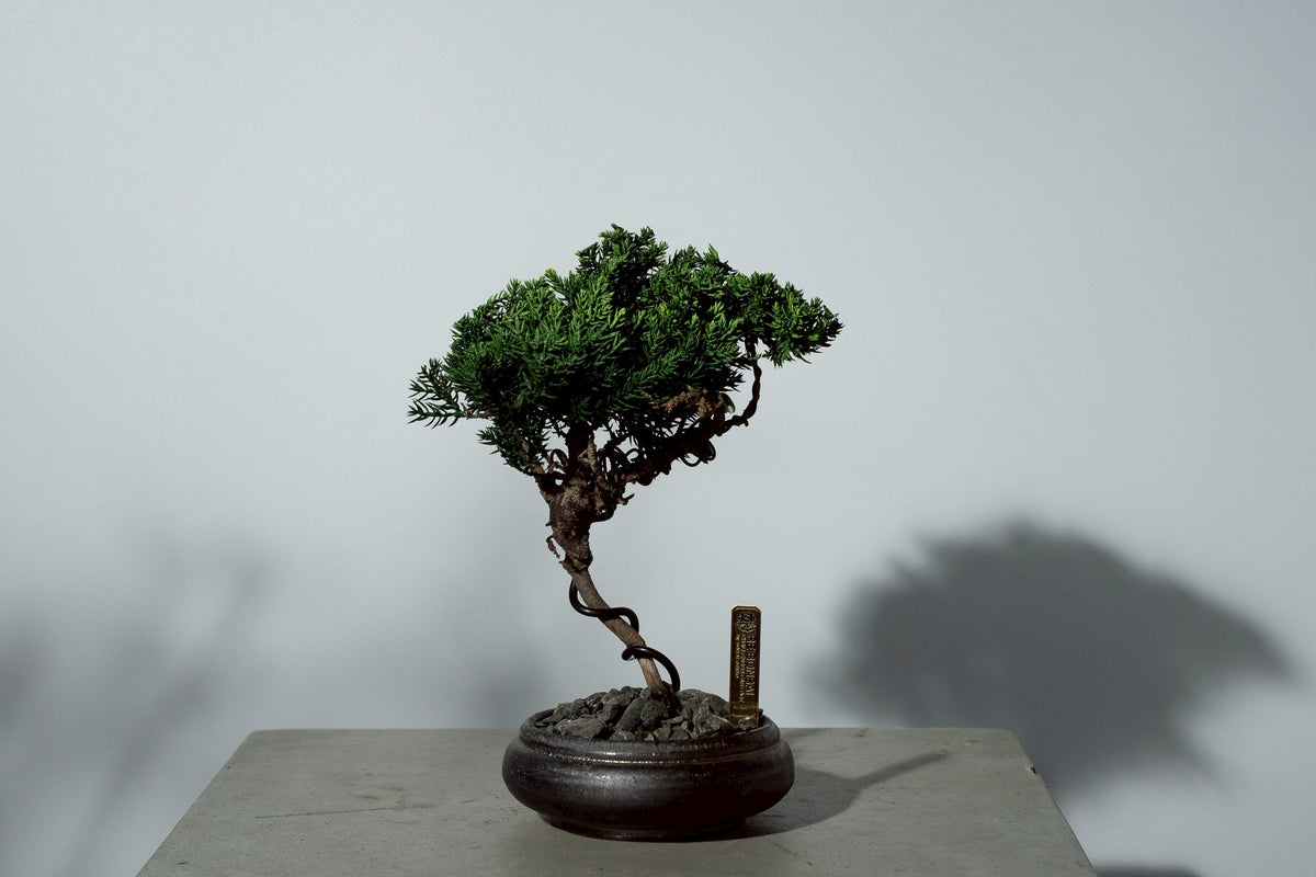 7/17 new RE BONSAI™️ HACHI（若葉色）