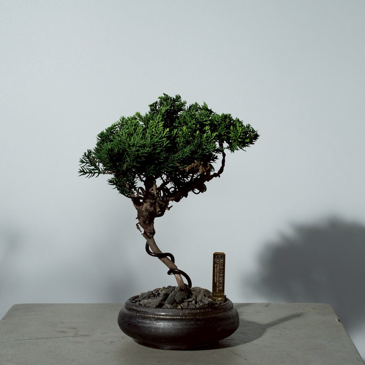 7/17 new RE BONSAI™️ HACHI（若葉色）