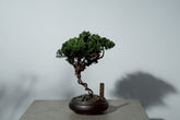 7/17 new RE BONSAI™️ HACHI（若葉色）