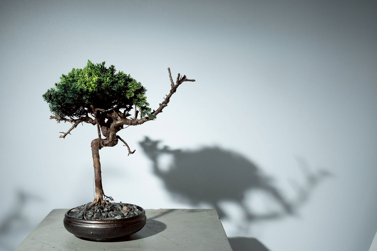 7/17 new RE BONSAI™️ HACHI（若葉色）