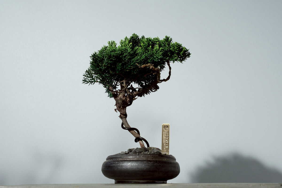 7/17 new RE BONSAI™️ HACHI（若葉色）