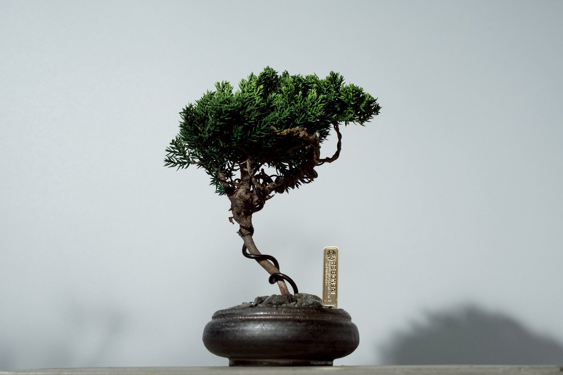 7/17 new RE BONSAI™️ HACHI（若葉色）