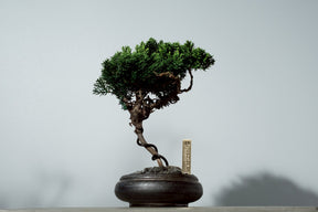 7/17 new RE BONSAI™️ HACHI（若葉色）