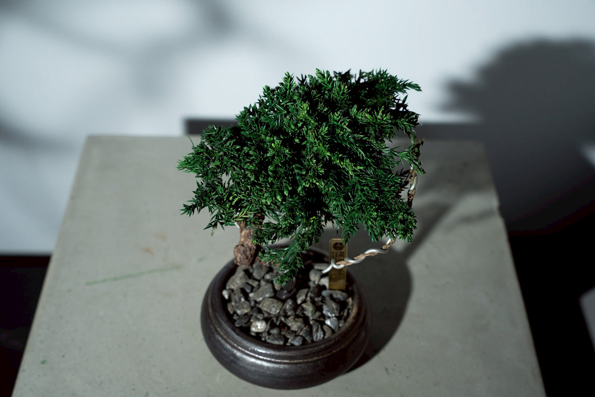 7/17 new RE BONSAI™️ HACHI（若葉色）