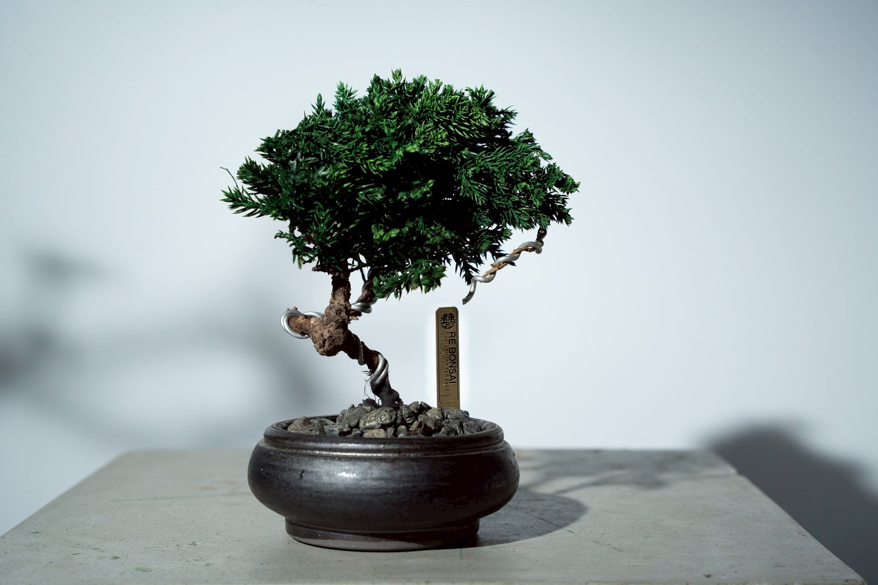 7/17 new RE BONSAI™️ HACHI（若葉色）