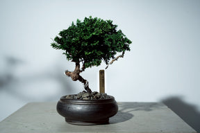 7/17 new RE BONSAI™️ HACHI（若葉色）