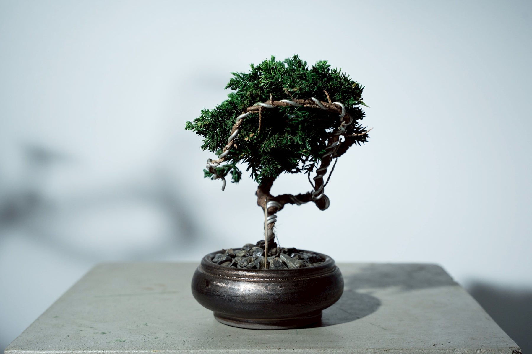 7/17 new RE BONSAI™️ HACHI（若葉色）
