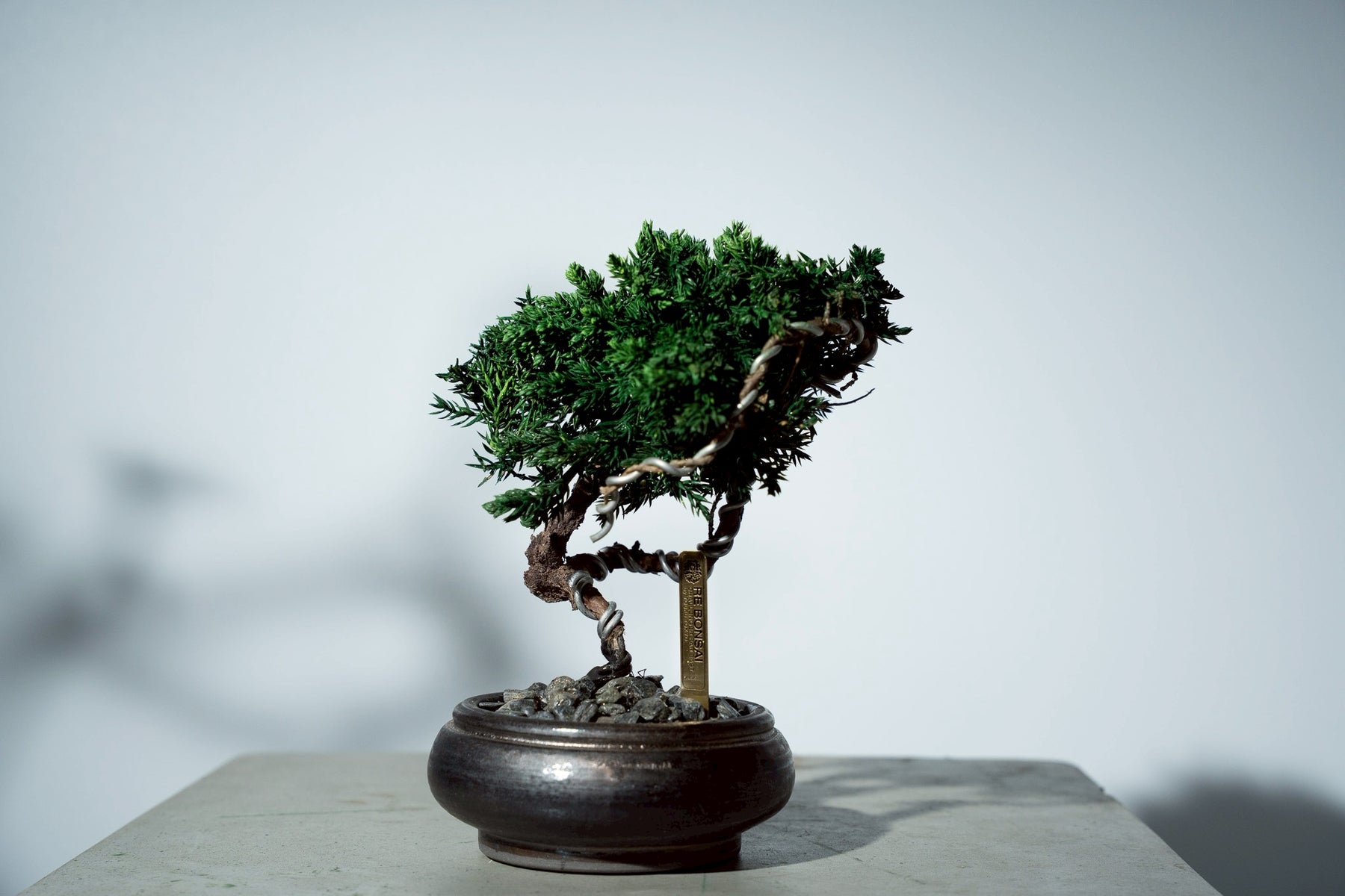 7/17 new RE BONSAI™️ HACHI（若葉色）