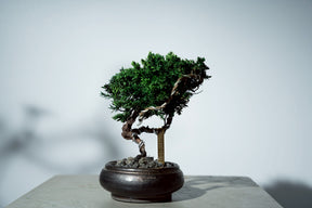 7/17 new RE BONSAI™️ HACHI（若葉色）
