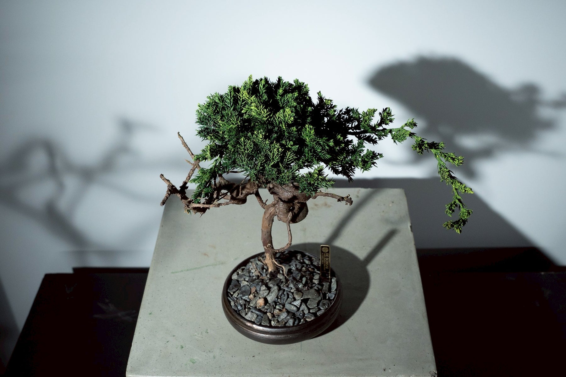 7/17 new RE BONSAI™️ HACHI（若葉色）