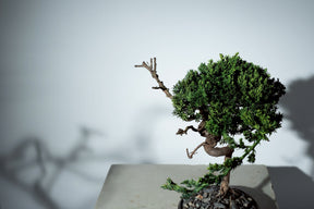 7/17 new RE BONSAI™️ HACHI（若葉色）