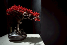 7/17 new RE BONSAI™️ HACHI（紅樺色）