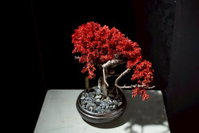 7/17 new RE BONSAI™️ HACHI（紅樺色）