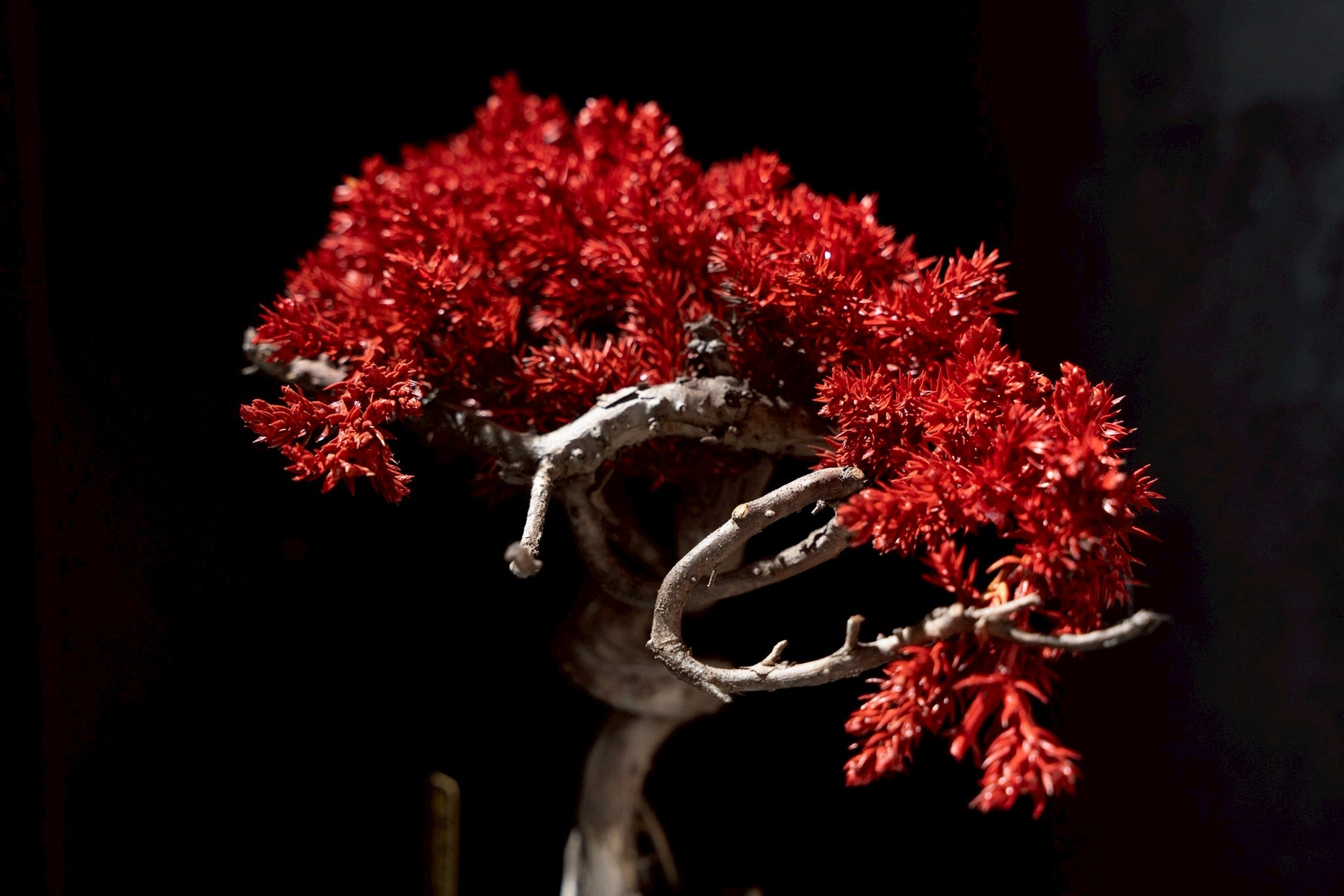 7/17 new RE BONSAI™️ HACHI（紅樺色）