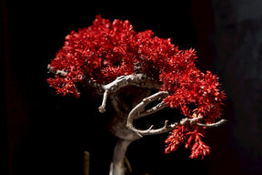 7/17 new RE BONSAI™️ HACHI（紅樺色）