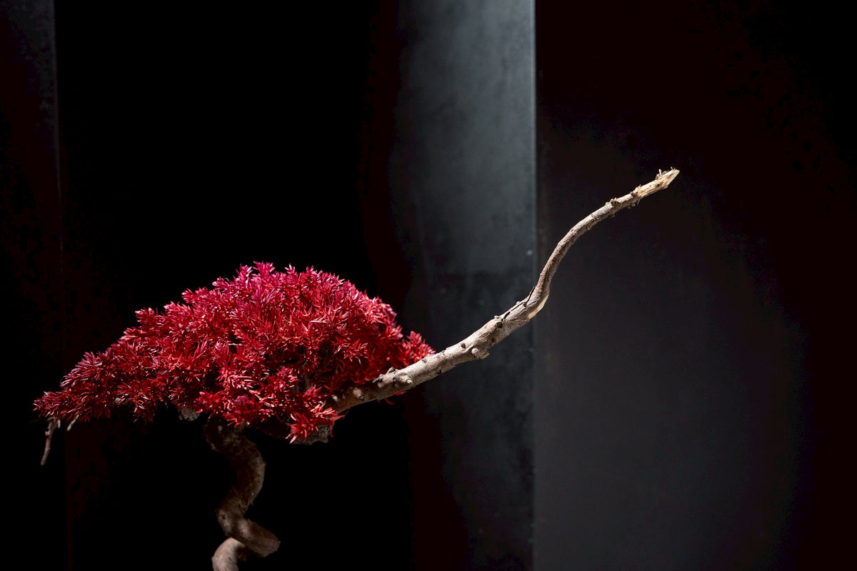 7/17 new RE BONSAI™️ HACHI（紅樺色）