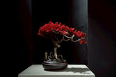 7/17 new RE BONSAI™️ HACHI（紅樺色）